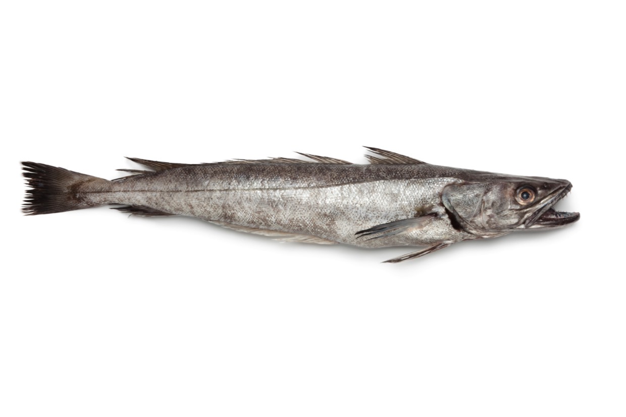 メルルーサとは？給食やフライでおなじみの深海魚の正体とタラとの違い
