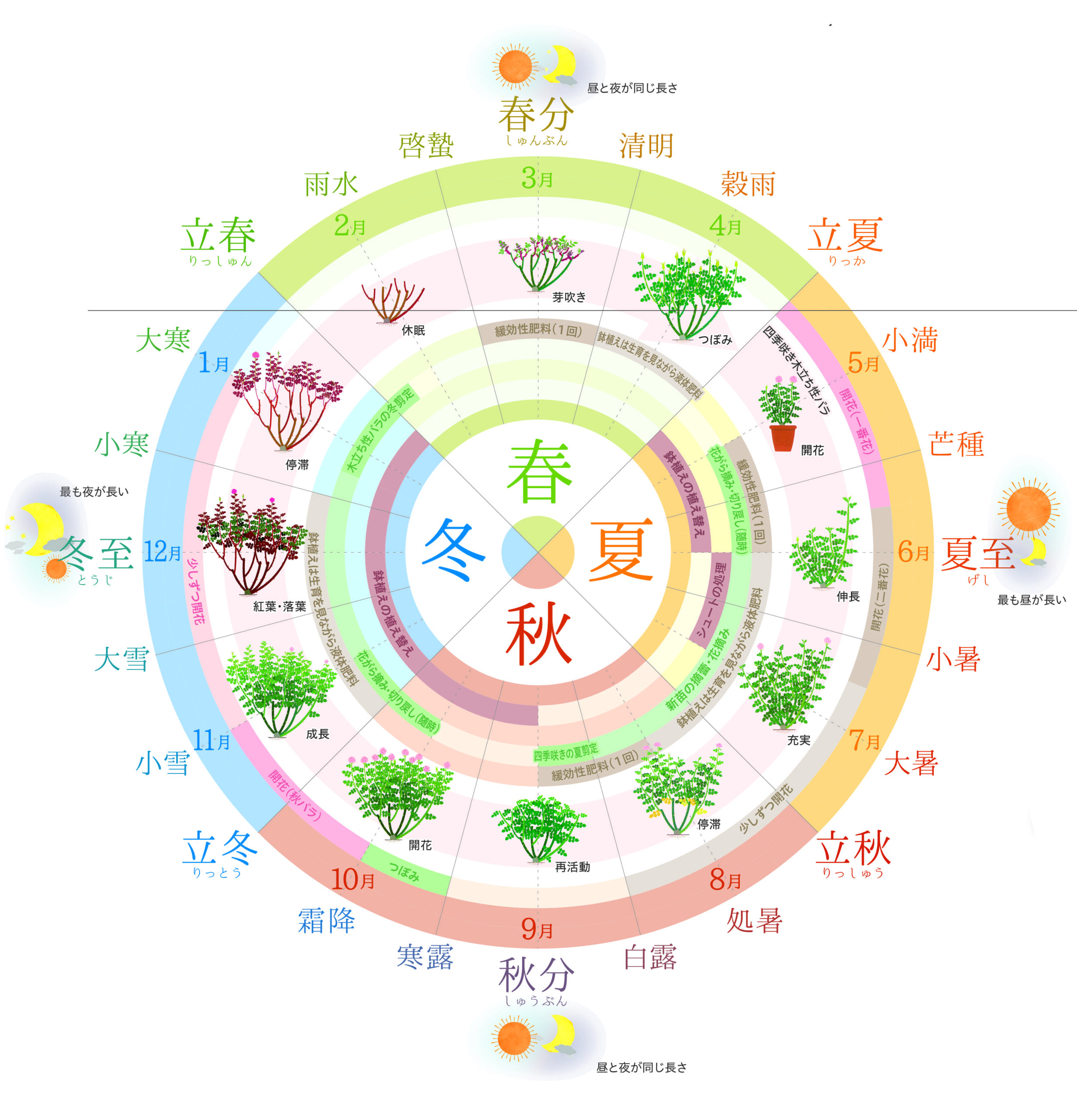 バラの植え替え時期はいつ？苗別の最適期と失敗を防ぐ土作りを徹底解説