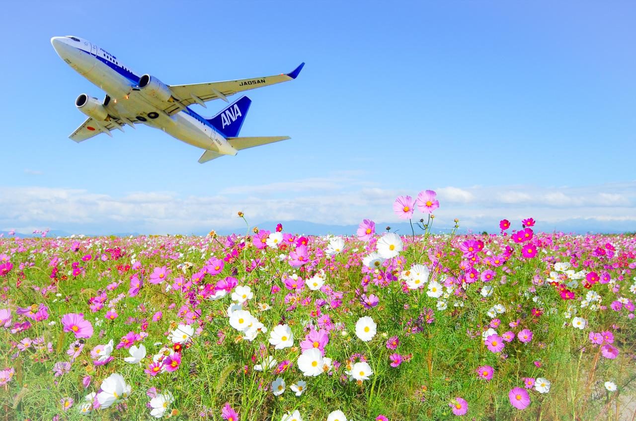 澄み渡る秋空とピンクの絶景！佐賀のコスモス名所＆撮影テク