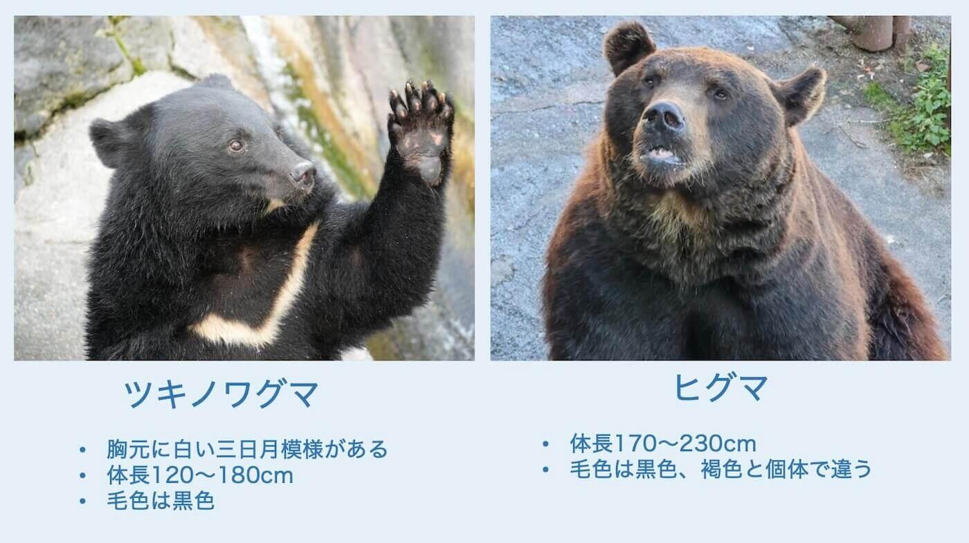 ヒグマとツキノワグマの違いを徹底解剖！体格・危険度と遭遇時の対処法