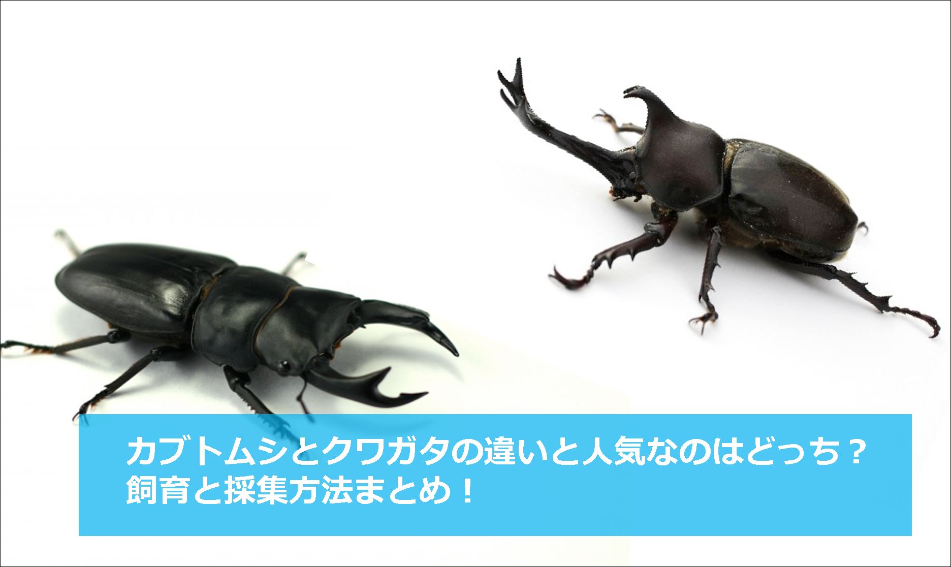 クワガタとカブトムシの違いを徹底比較！寿命・強さ・幼虫の見分け方