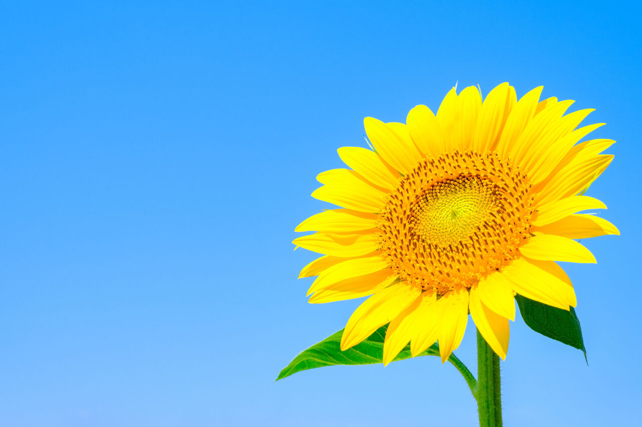 ひまわりの花言葉と本数の真相｜怖い意味やプロポーズの失敗を防ぐ全知識
