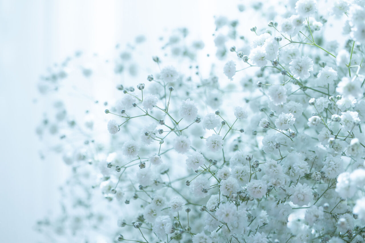 かすみ草の花言葉に怖い意味はある？色別・本数別の真相と選び方