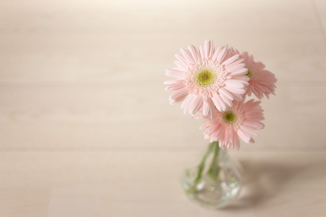 ガーベラの花言葉に怖い意味はある？色・本数別の真相とギフトの正解