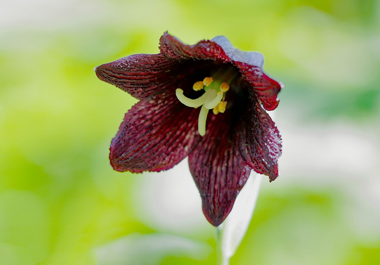 黒百合の花言葉は「呪い」と「恋」？怖い理由と伝説の真相【2026年最新】