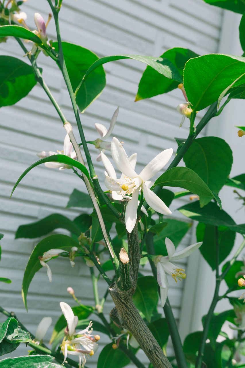 レモンの花が落ちる・実がつかない原因は？受粉と育て方を徹底解剖