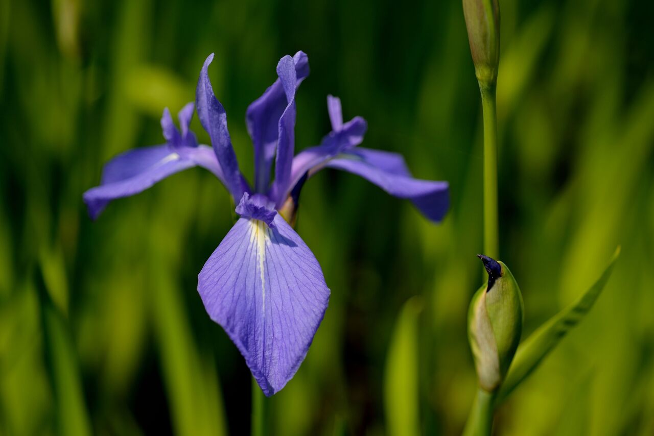 カキツバタの花言葉と「怖い」噂の真相｜アヤメとの違いと名所解説