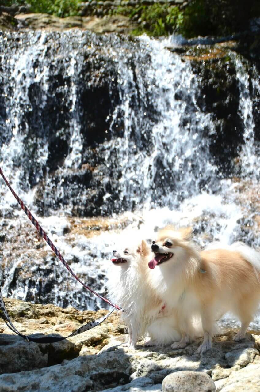 愛知で犬と楽しむ川遊び2026！安全な穴場スポットと噂の真相を徹底解説