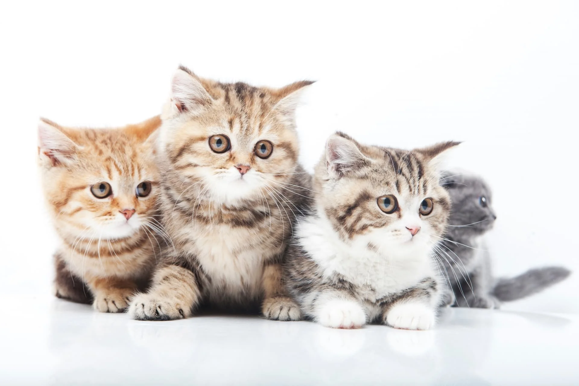 大人になっても2Kg台！小さい猫の種類と飼いやすさ・寿命を徹底解説
