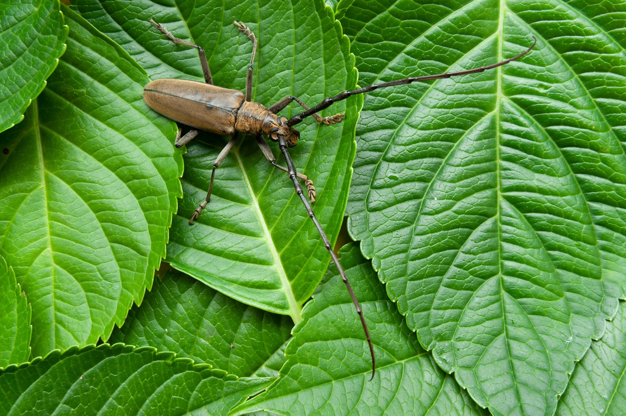 カミキリムシは何を食べる？成虫・幼虫の好物と代用飼育の秘訣を徹底解説