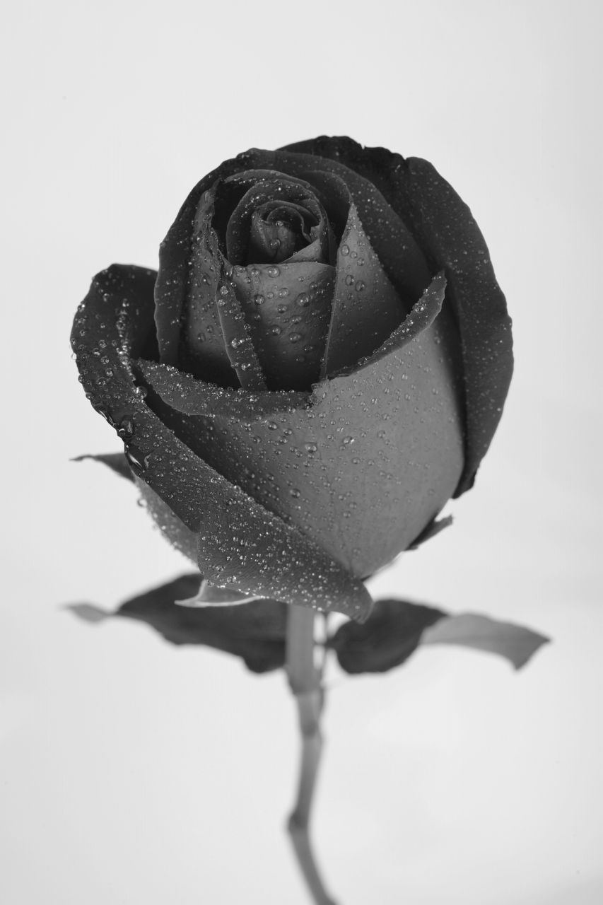 黒薔薇の花言葉は怖い？「死ぬまで愛します」の真相とギフトの注意点