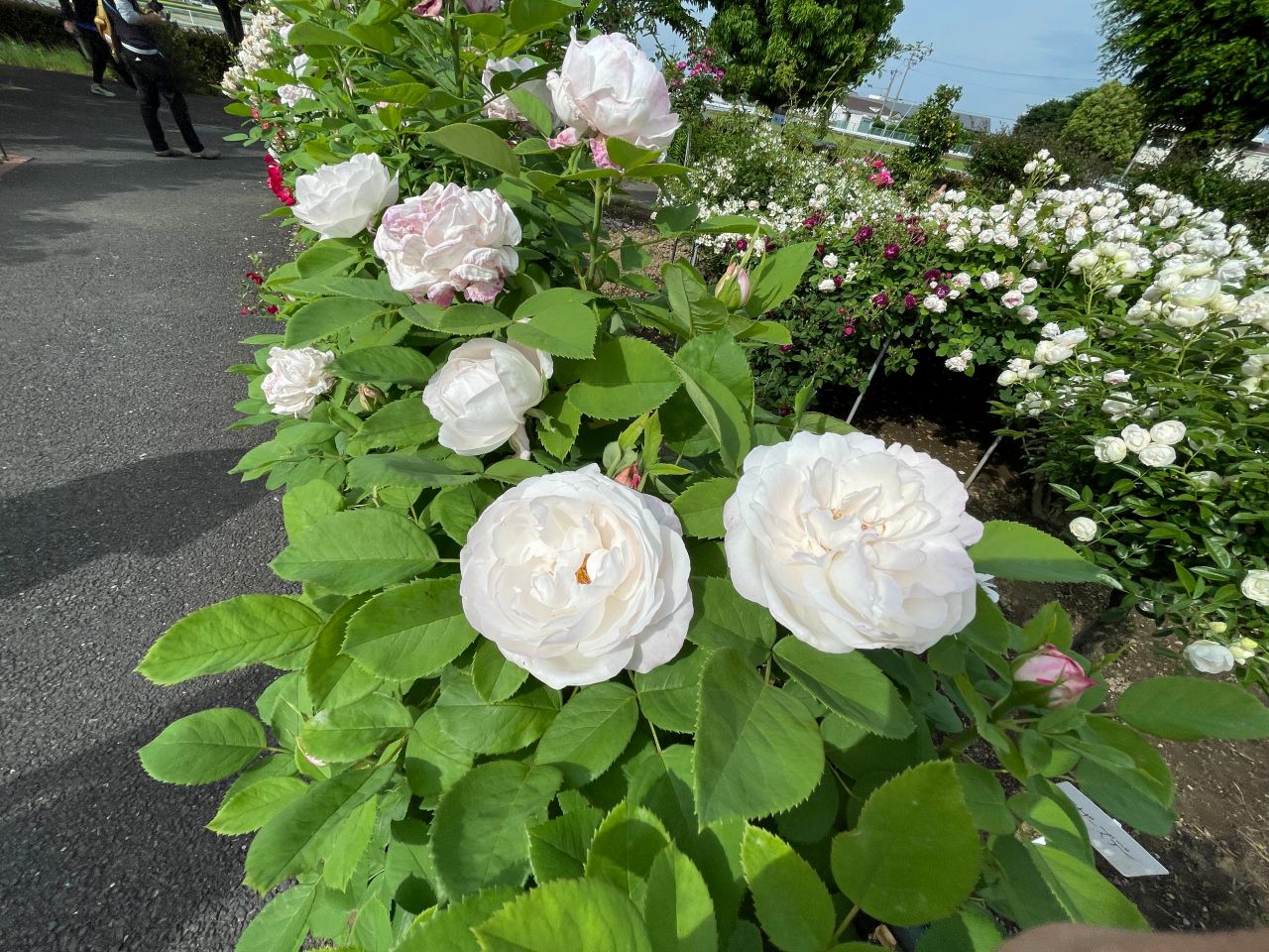 白いバラの花言葉に隠された怖い意味とは？本数別の真相と最新マナー