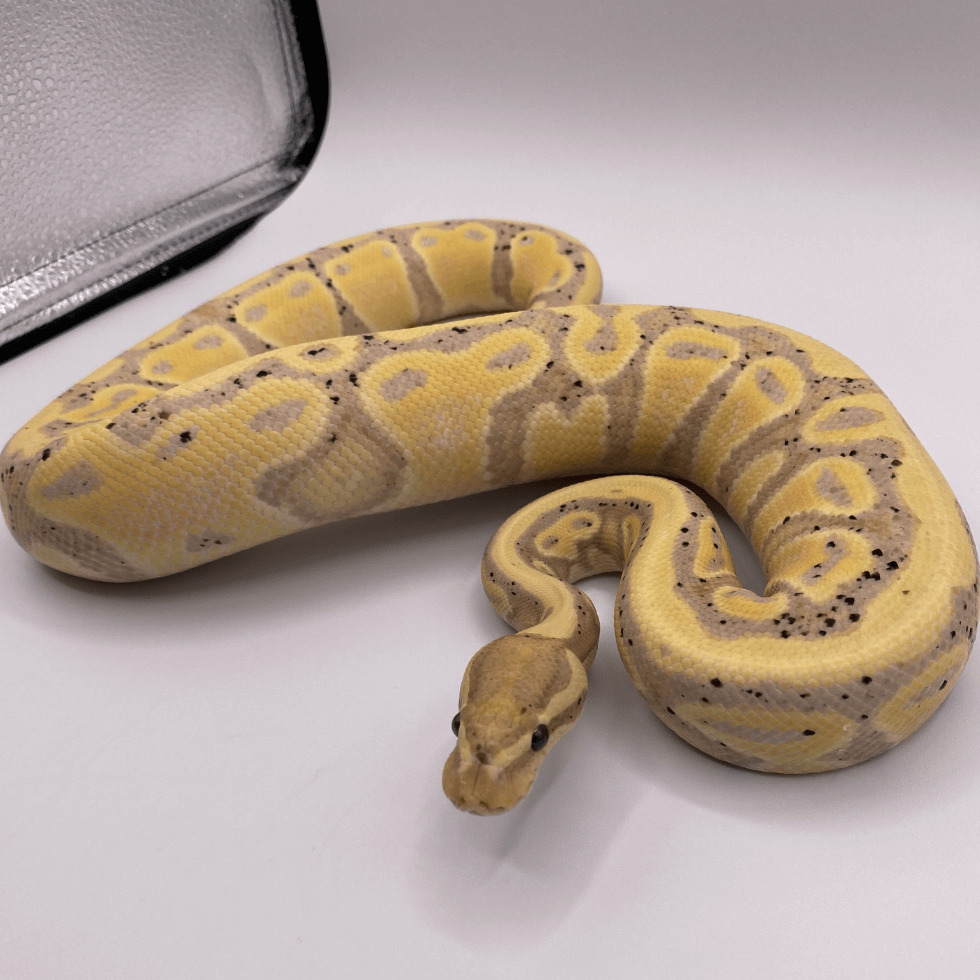 ボールパイソンバナナの魅力と遺伝の謎！黒点・相場・飼育をプロが解説