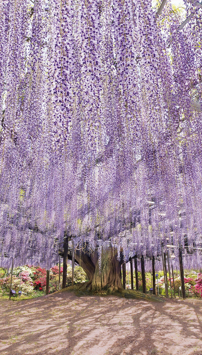 足利花卉公園の藤とイルミ攻略！最新見頃・混雑回避と割引の真相