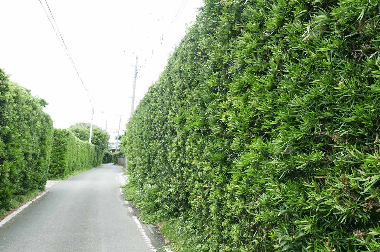 マキの木（槇）完全手引き｜剪定時期・害虫対策から風水縁起の真相まで