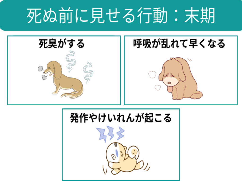 犬が死ぬ前に見せる行動の兆候とは？急に甘える理由と後悔しない看取り方