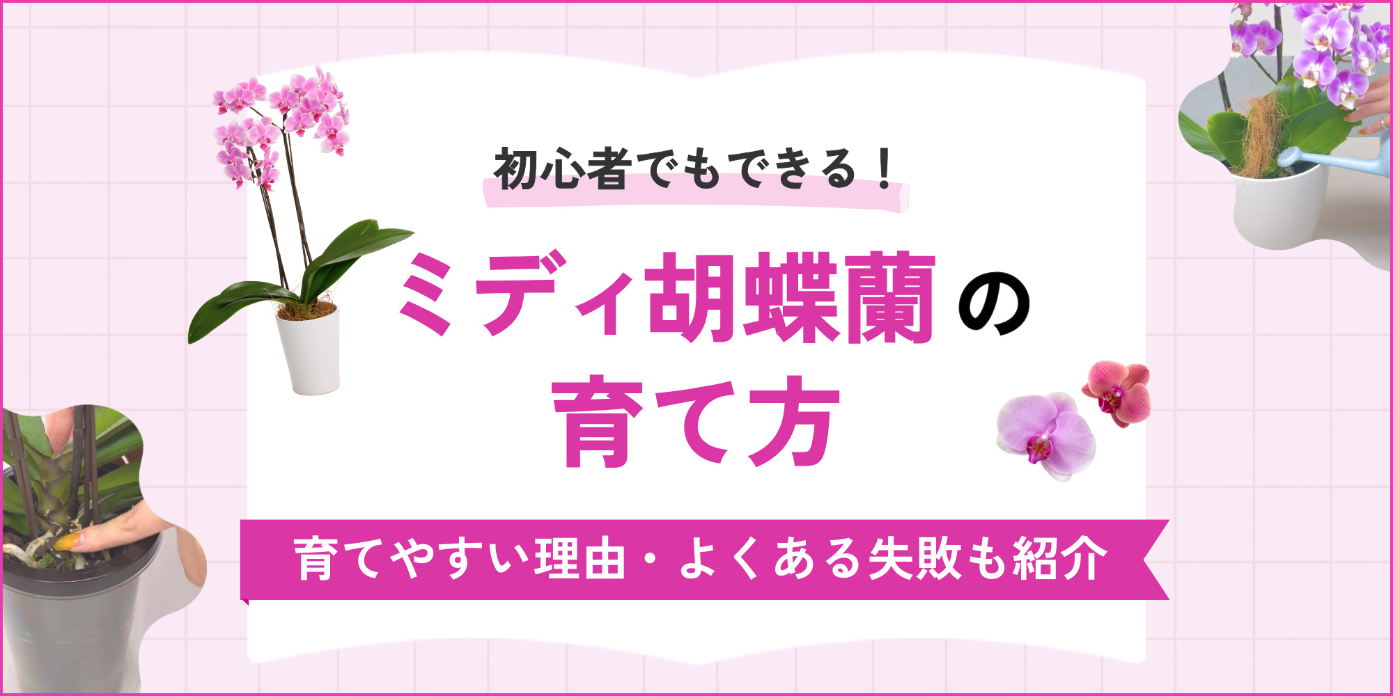 胡蝶蘭を枯らさない育て方｜水やり頻度の罠と2度咲きを叶える秘訣