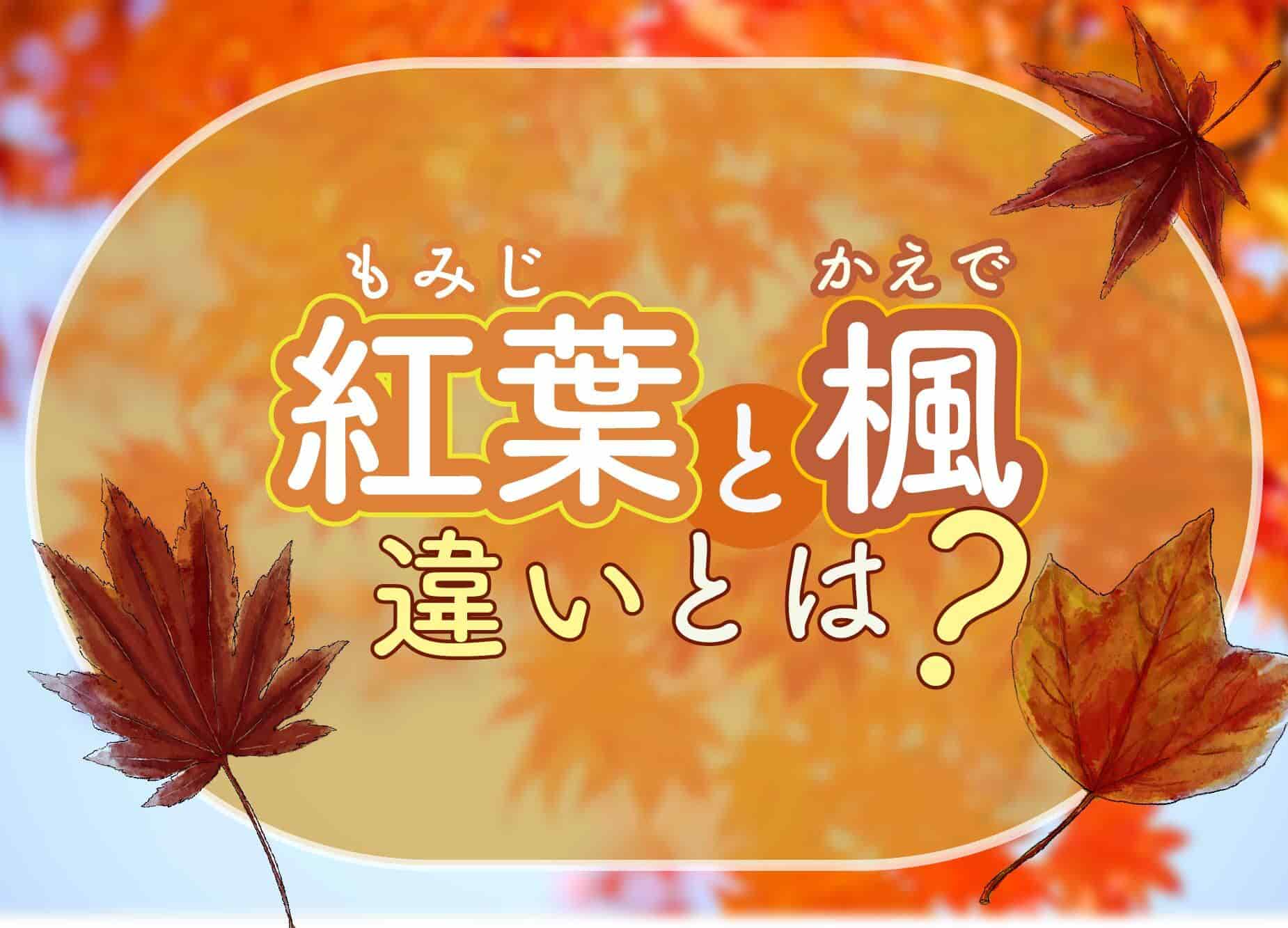 もみじとカエデの決定的な違いとは？植物学の真相と見分け方を徹底解剖