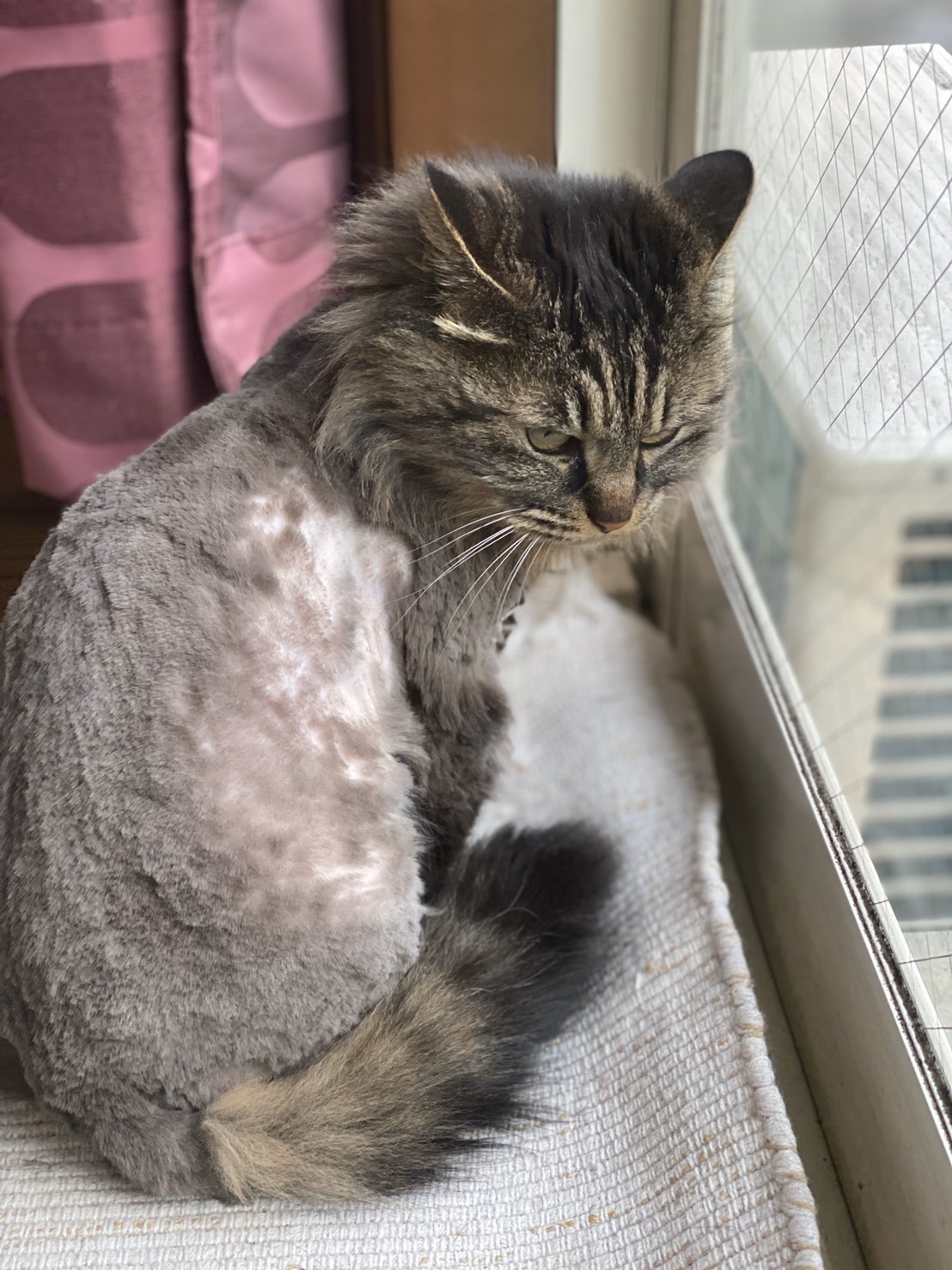 猫のサマーカットは逆効果？毛が生えない失敗と獣医師の警告