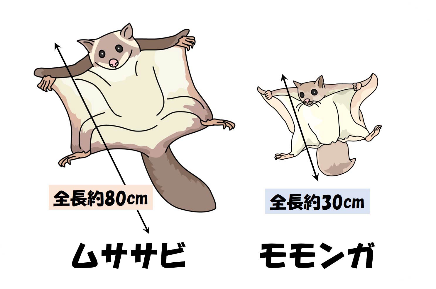 モモンガとムササビの違いとは？見分け方と大きさを徹底比較【2026】