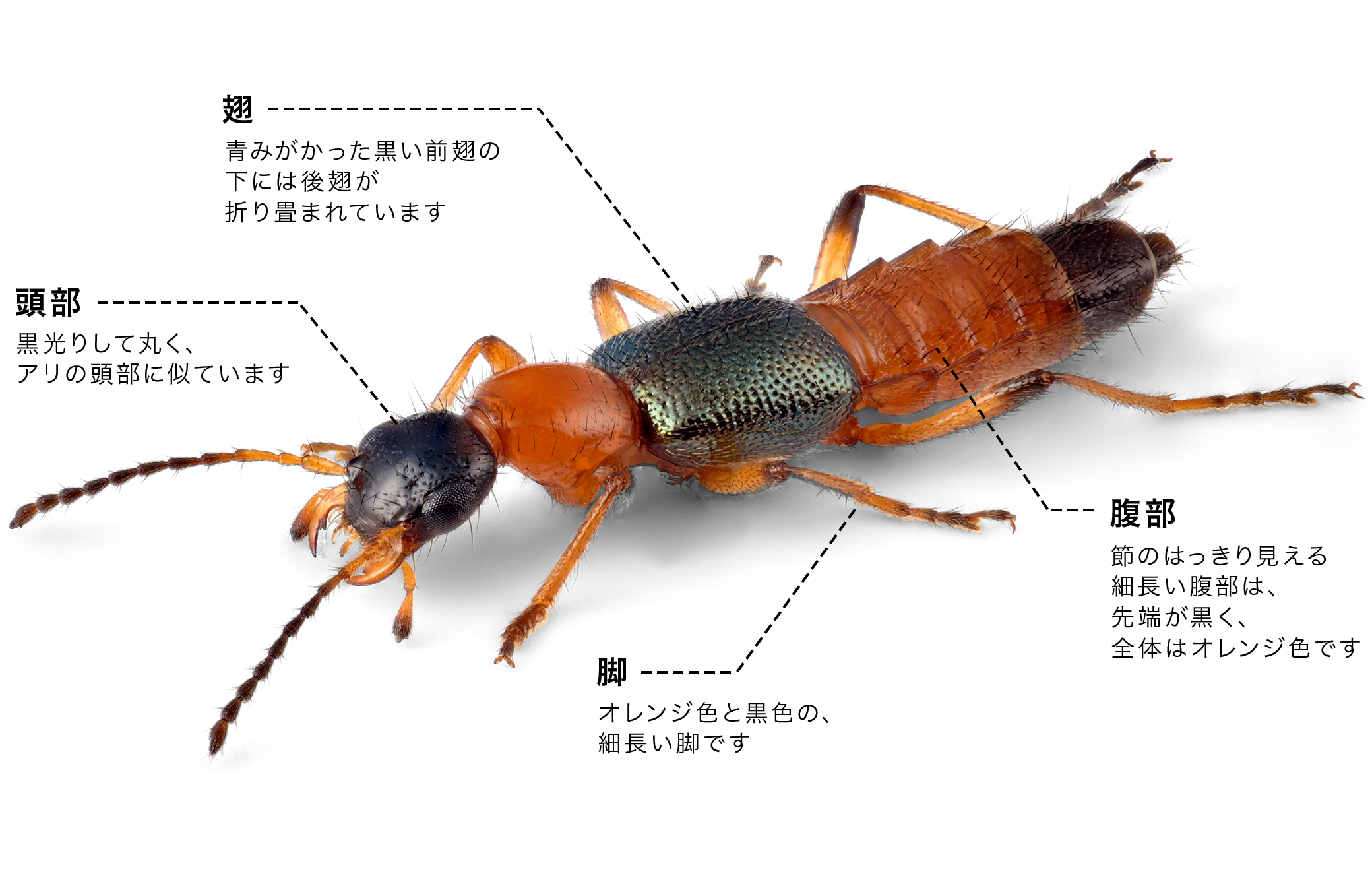 触ると激痛！やけど虫アオバアリガタハネカクシの猛毒と撃退対処法