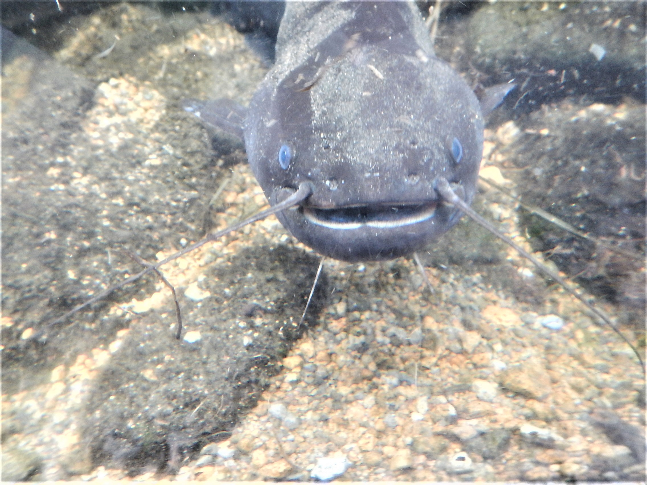 白身魚フライの正体はナマズ？知らずに食べていた衝撃の真実