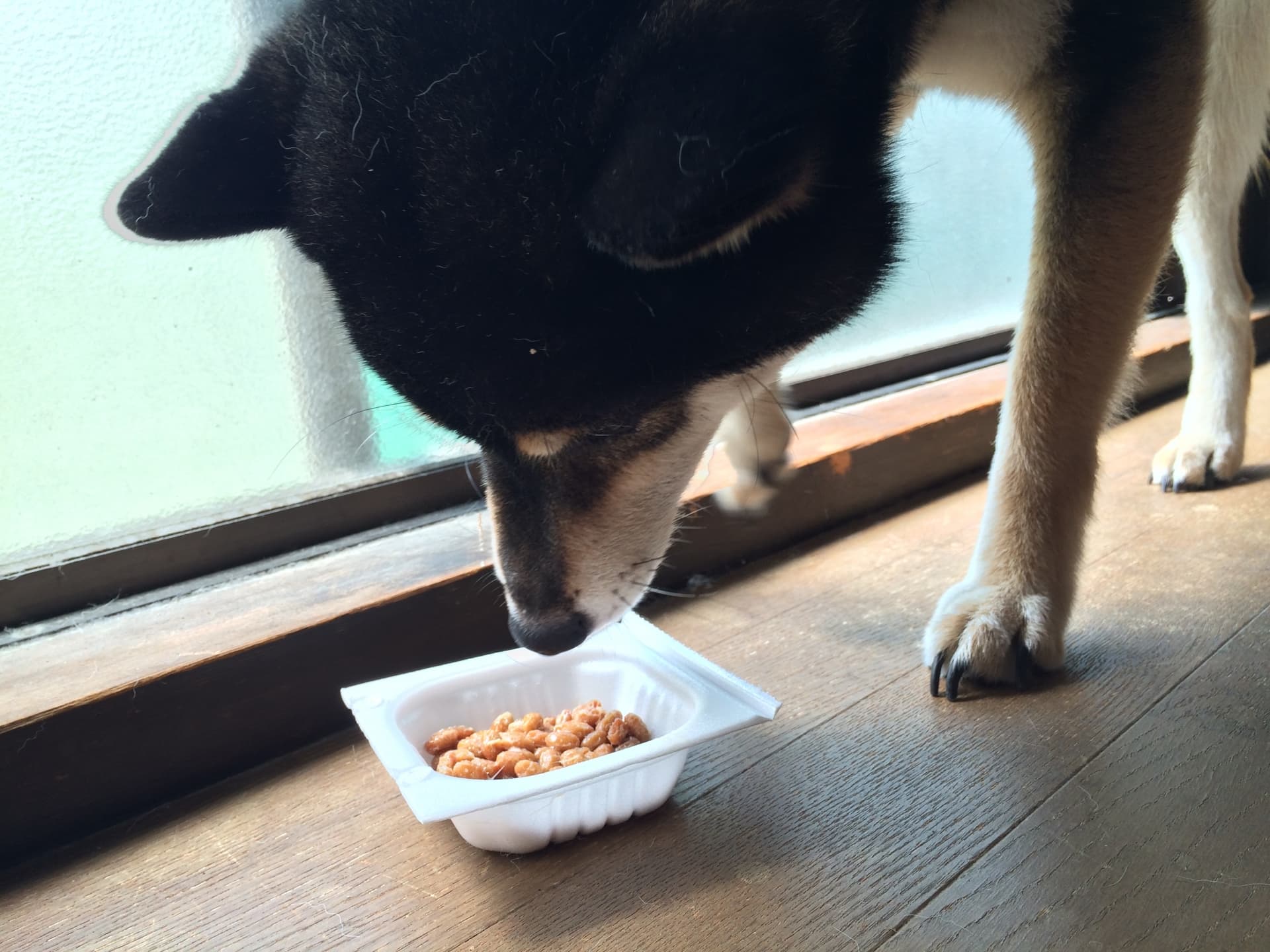 犬に納豆は危険？適量と健康効果・タレNgの理由を獣医師視点で検証