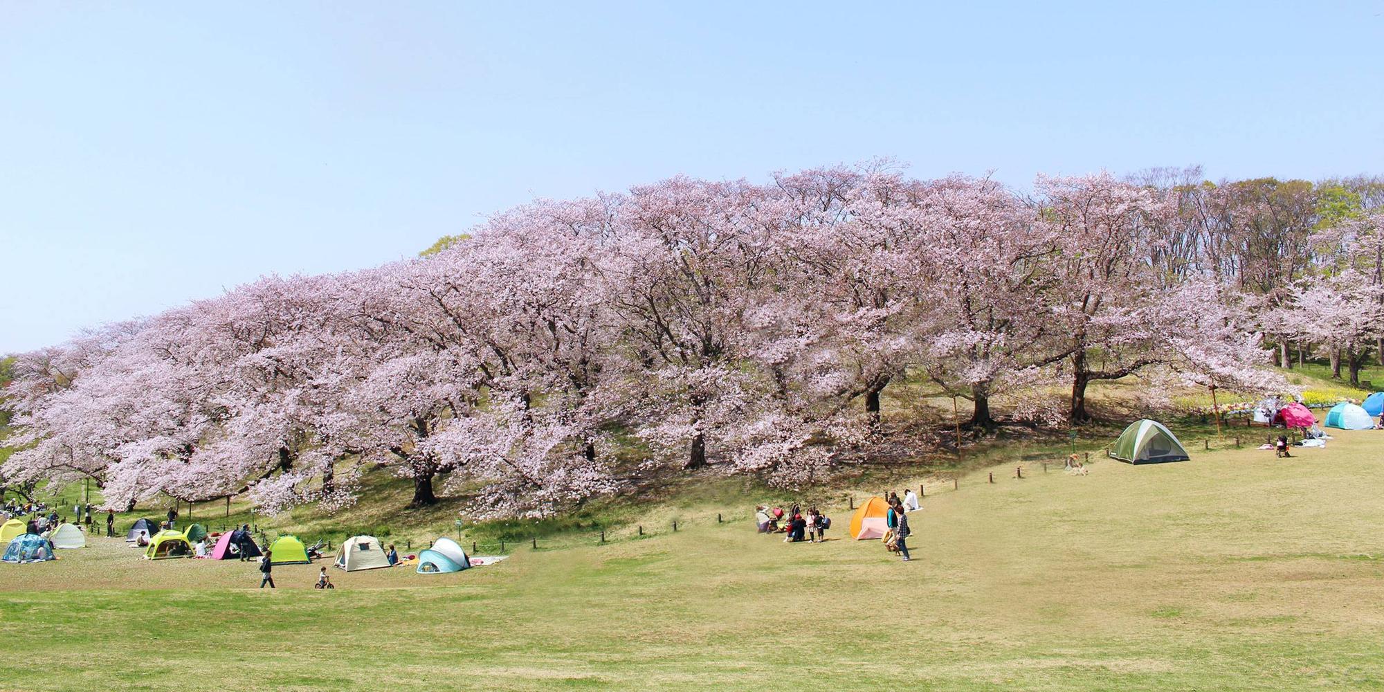 根岸森林公園の魅力と旧競馬場スタンドの真実【2026年最新】