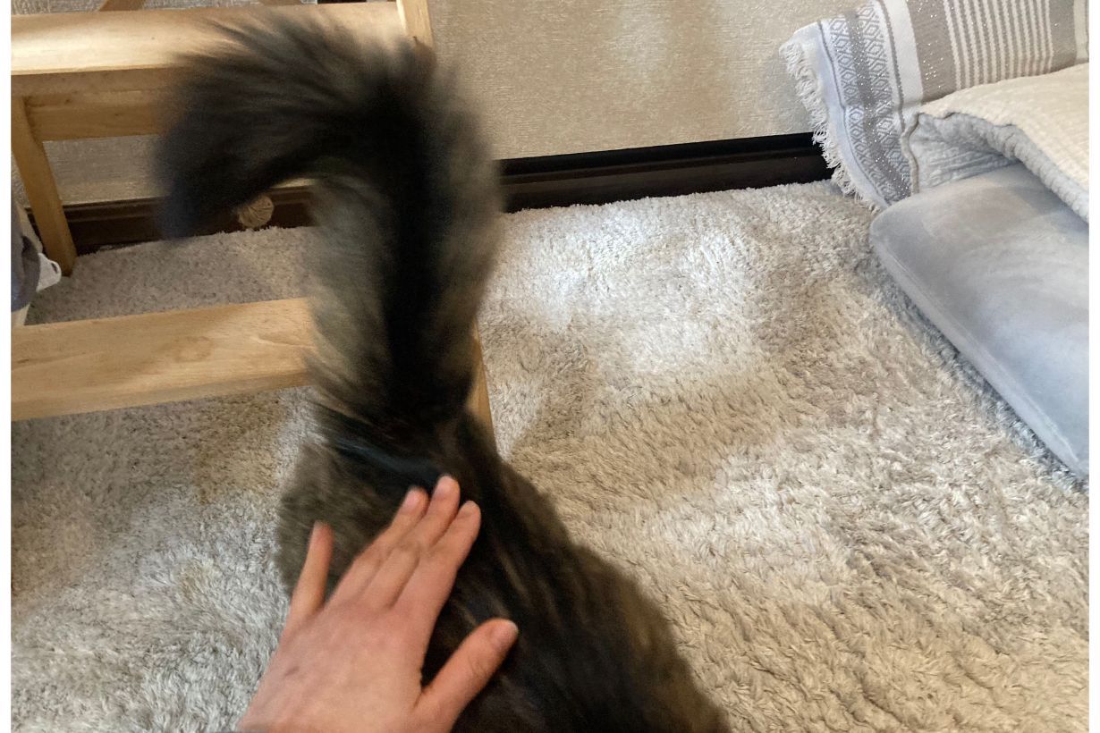 猫がおしりトントンで喜ぶ驚きの理由と急に噛む心理の真相