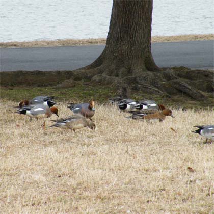 【必見】 水 元 公園 野鳥 最新写真集＆動画まとめ #841