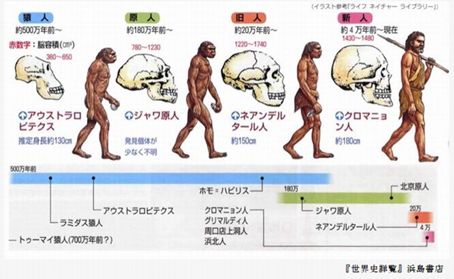 【プロフィール】 人類 の 進化 図 最新ファイル＆画像まとめ #779