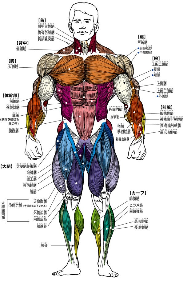 なぜあの人はすぐ筋肥大するのか？筋肉がつきやすい人の特徴と骨格の真相