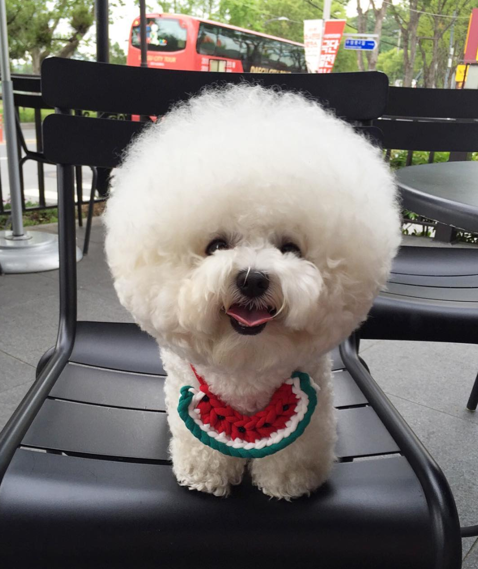クレヨンしんちゃんシロの犬種は？公式設定と出生の真実