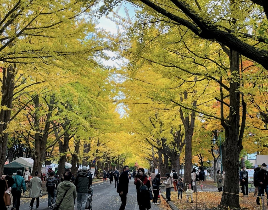 【2026年最新】札幌の秋を彩る奇跡の黄金トンネル！北大銀杏並木の見頃・金葉祭・撮影ガイド