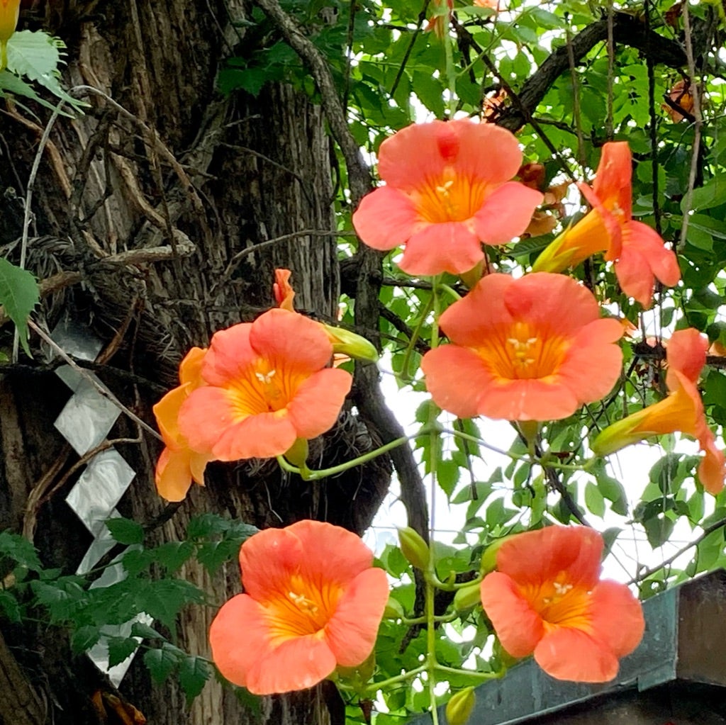 愛染かつらの花は実在するのか？北向観音の霊木と花言葉の真相