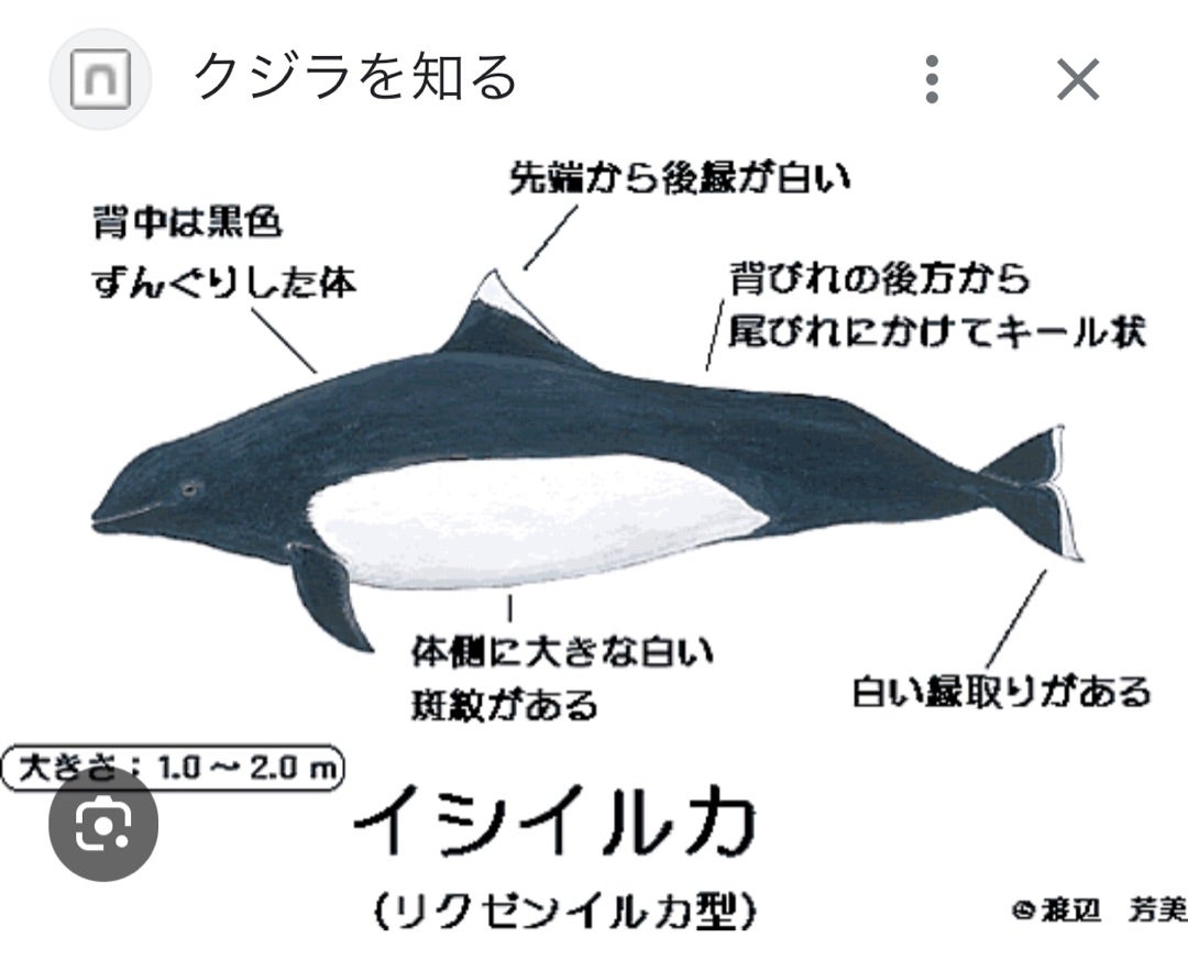 実はイルカの仲間？シャチとイルカの違いを徹底解説