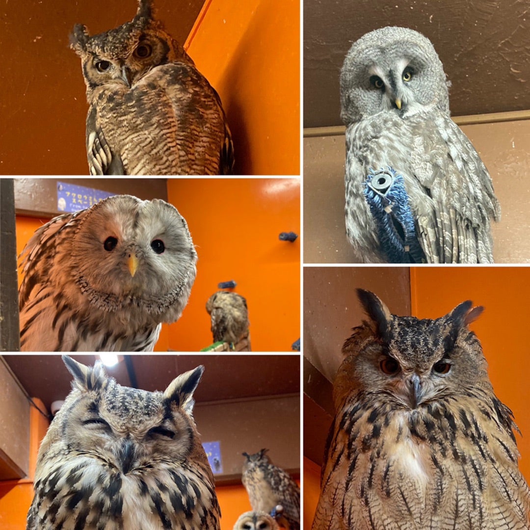ミミズクとフクロウの違いとは？羽角の謎と生物学的な真相を徹底解説