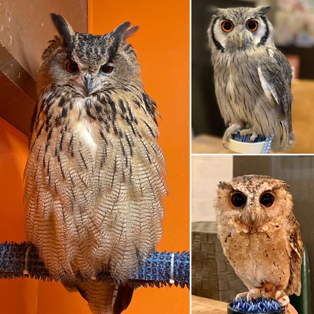 ミミズクとフクロウの違いは羽角だけ？生物学の真相と見分け方【2026】