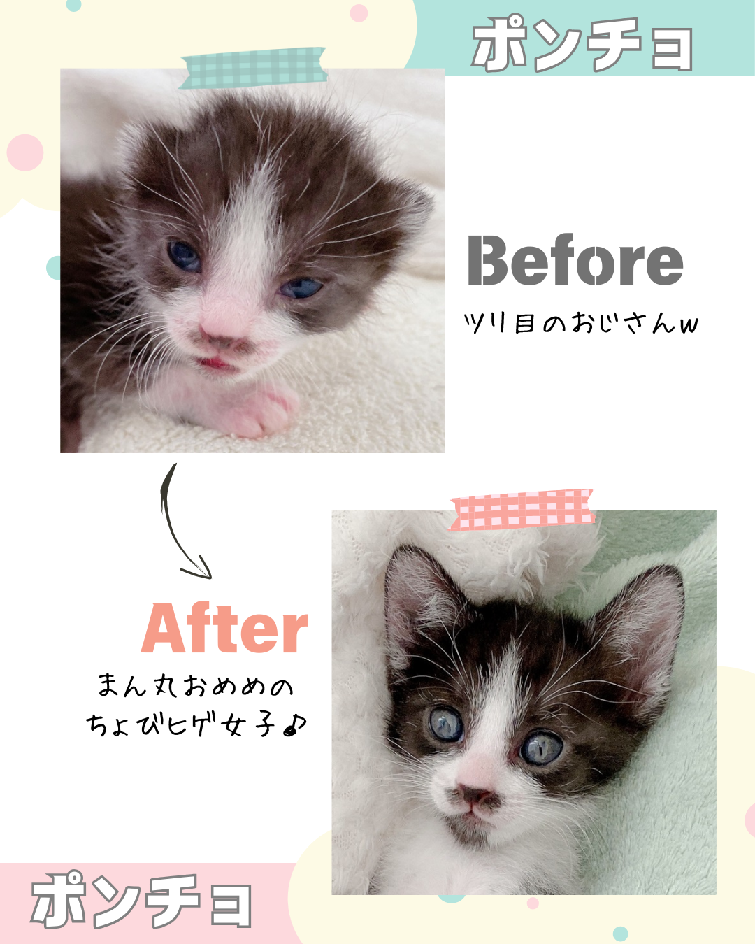プロ直伝！子猫の性別の見分け方｜肛門の距離と毛色の特徴を徹底解説