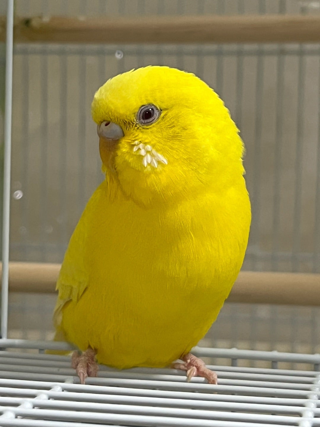 ルチノーセキセイインコの寿命と赤目の真実！体が弱い噂を徹底検証