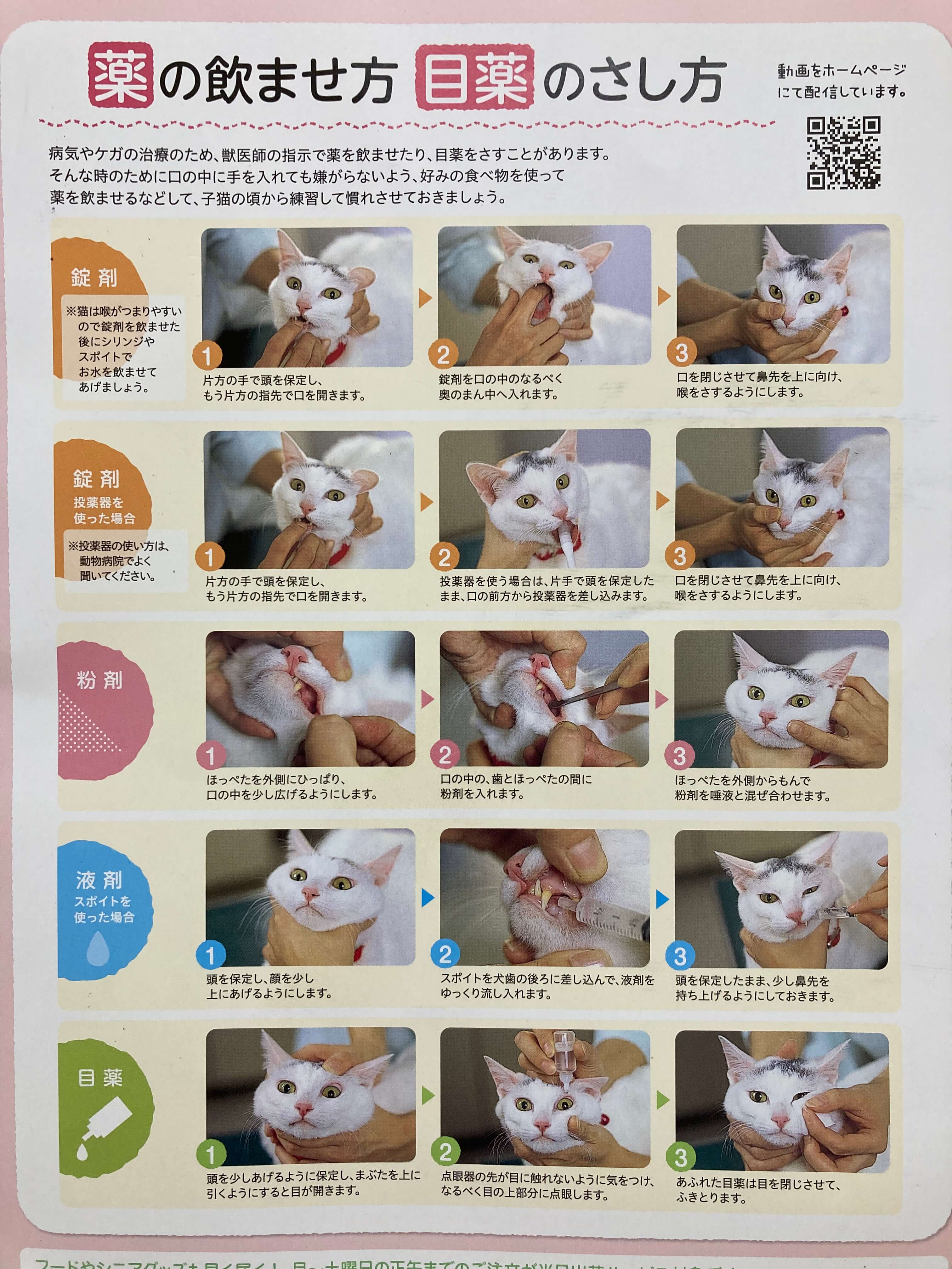 猫の錠剤の飲ませ方完全ガイド！暴れる愛猫にも失敗しないプロの投薬術