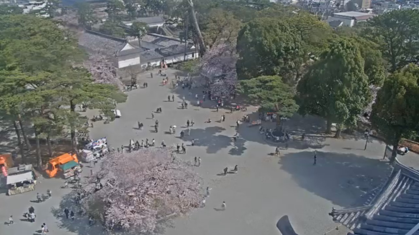 小田原城の桜2026リアルタイム開花状況！満開ピークと混雑回避の真相