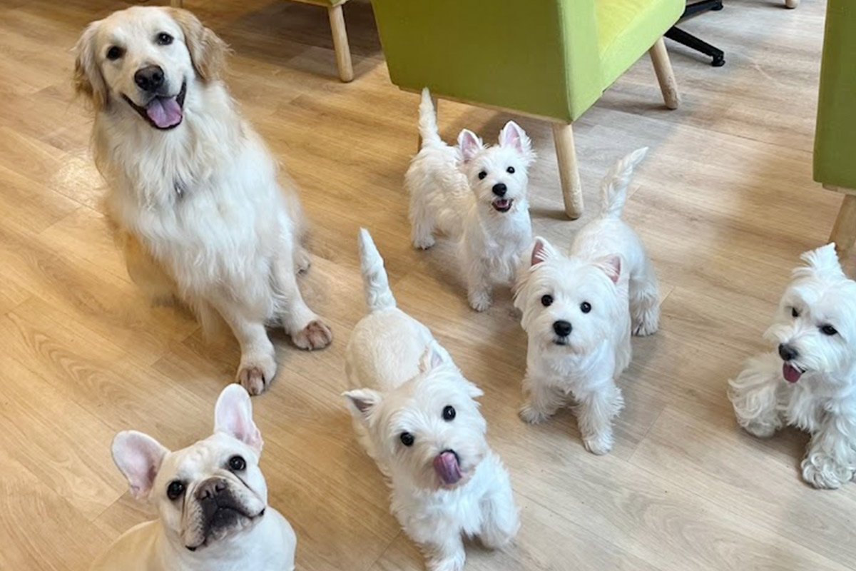 大阪の犬カフェ徹底解剖！2026年最新の評判と失敗しない全実態