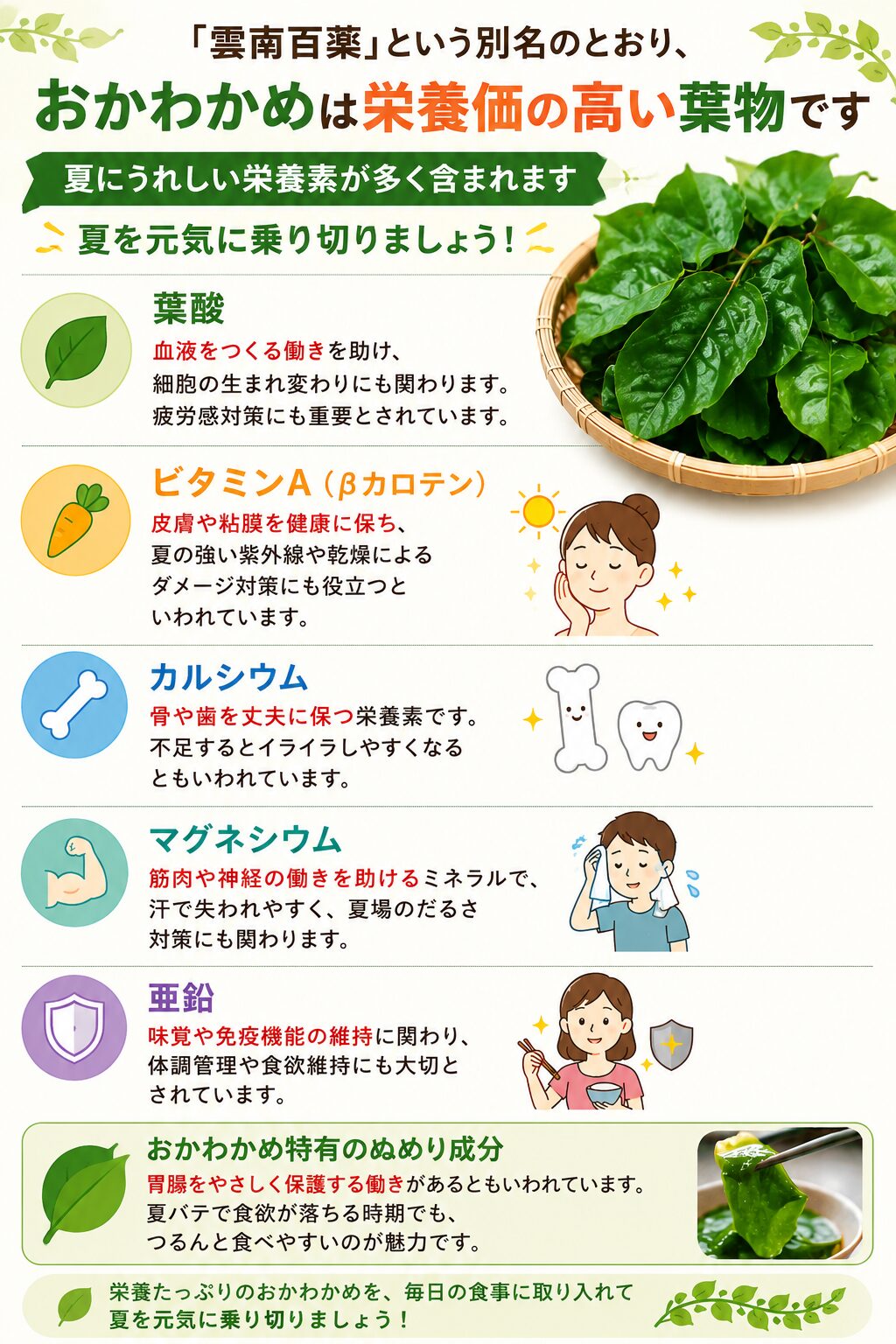 おかわかめの栄養と驚きの効果！生食の危険性や絶賛の理由を徹底解剖