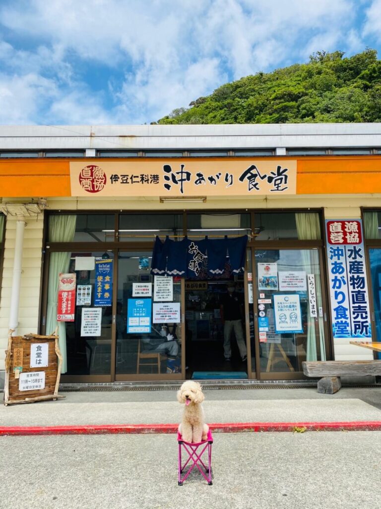 沖あがり食堂のいか様丼実食調査！2026年最新混雑と売り切れ対策