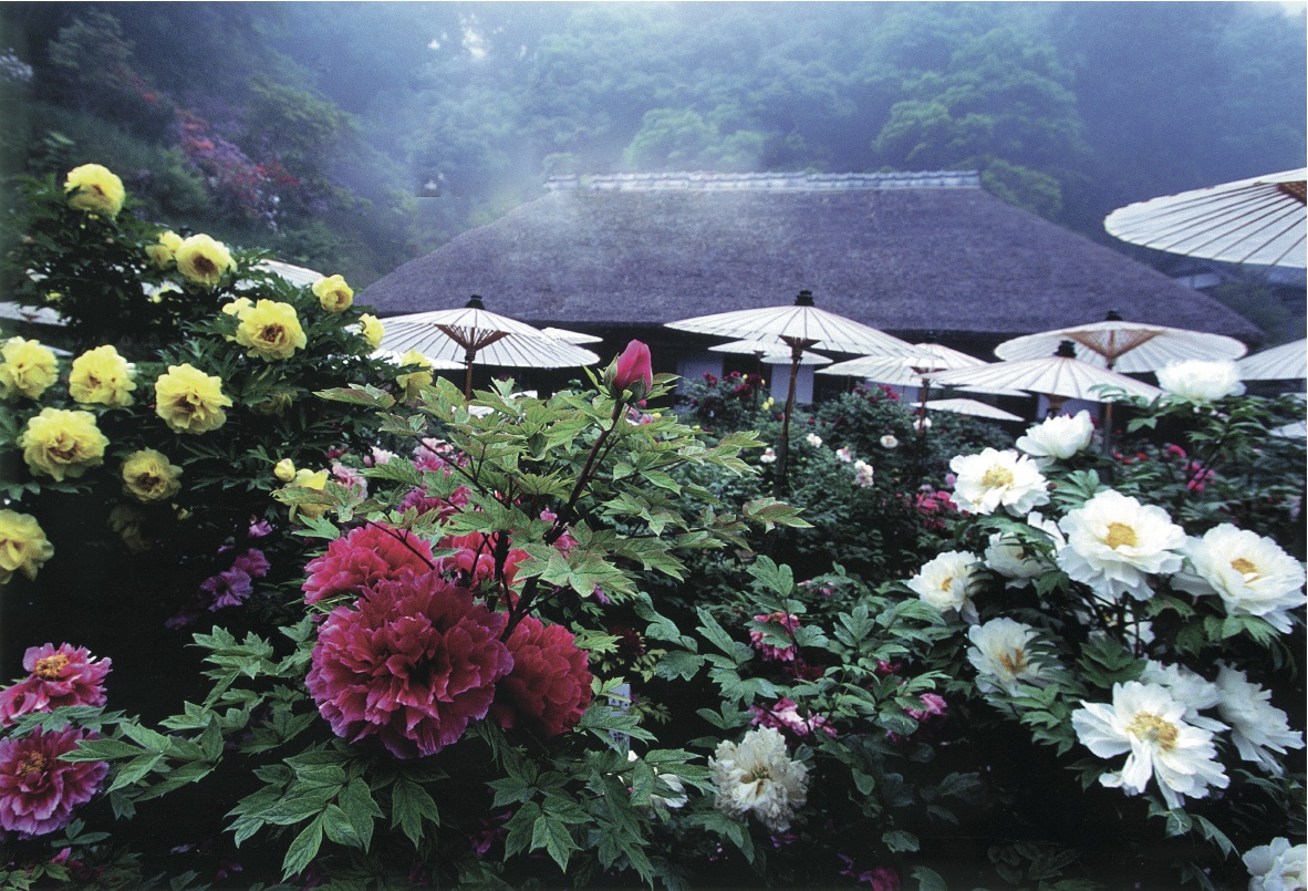茂原牡丹園2026最新見頃と開花状況！文化財古民家と咲く絶景ガイド