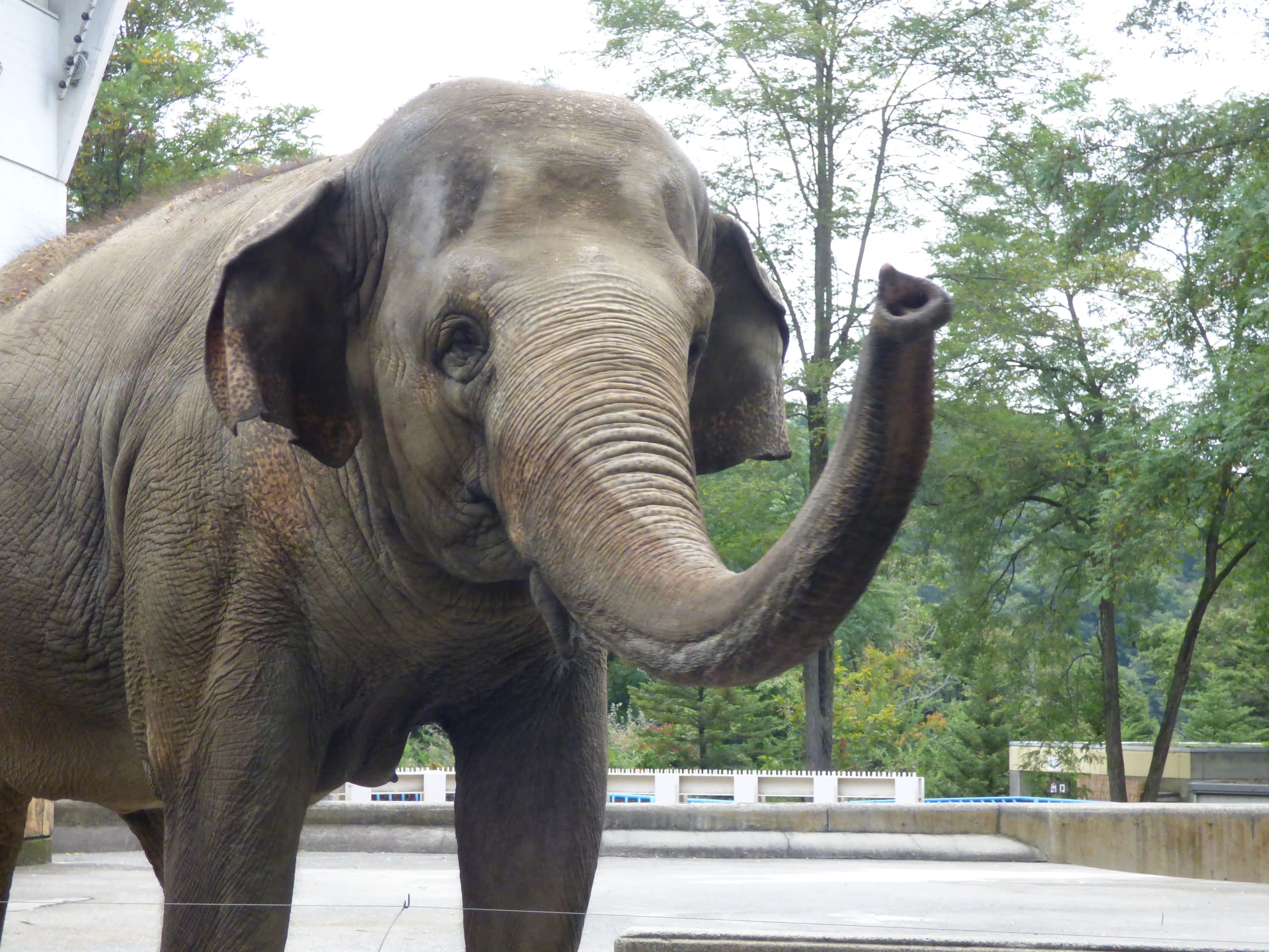 なぜ長野市茶臼山動物園は人気？レッサーパンダの聖地＆ライオンの丘を徹底解説