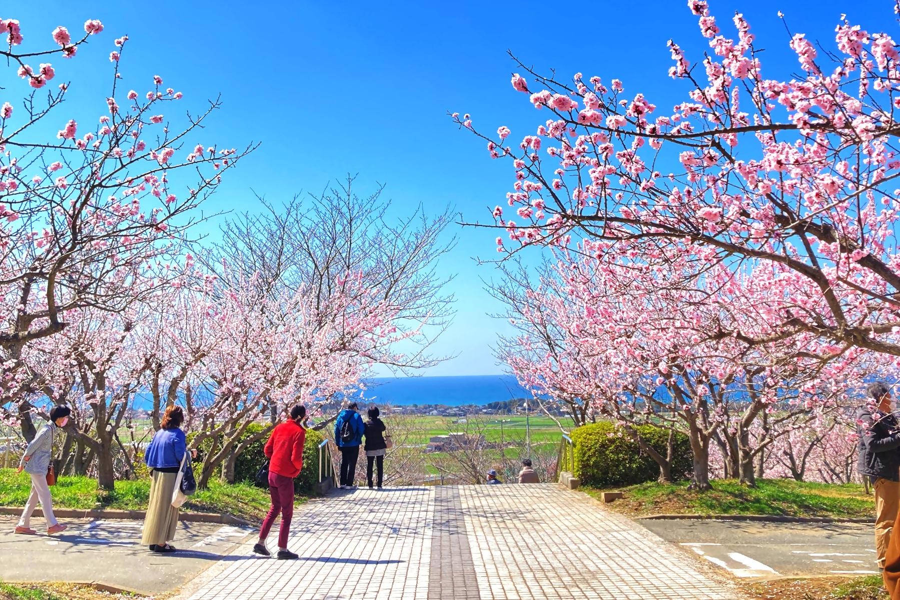 「一目十万本」あんずの里の開花状況と見頃！2026年最新攻略ガイド