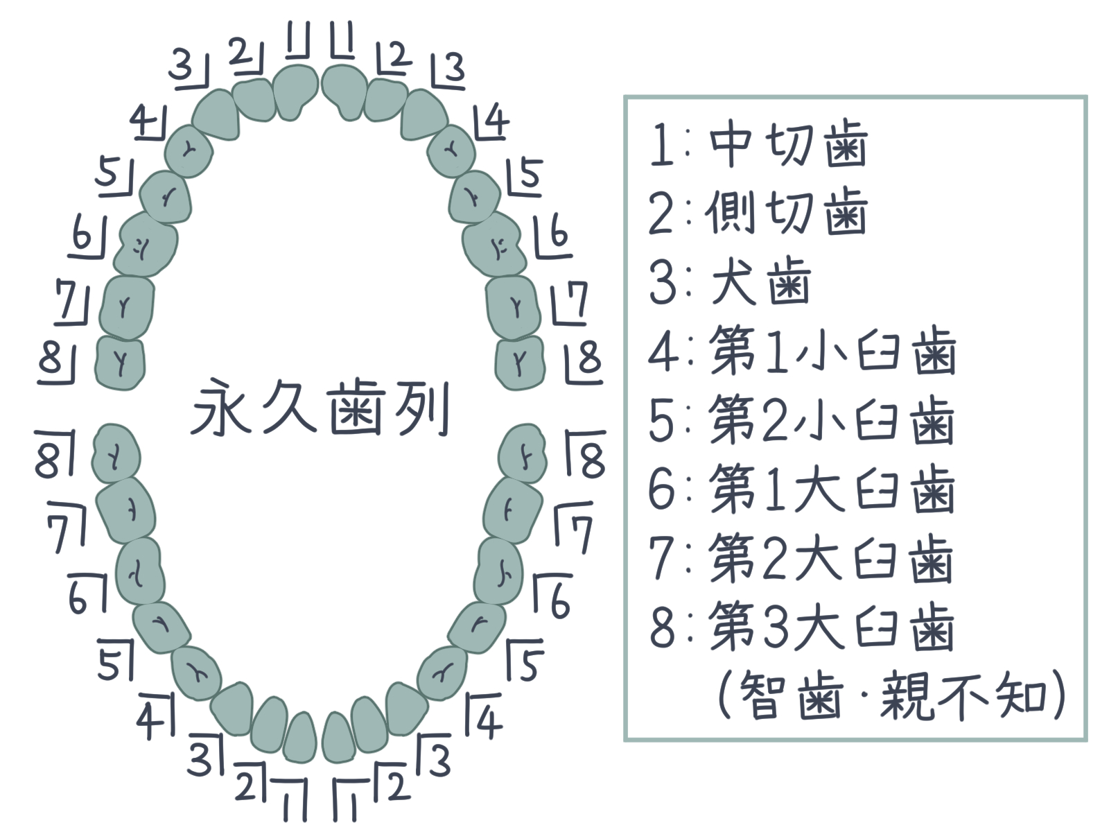 大人の歯は何本？親知らずや乳歯との違い・年代別残存数の真実