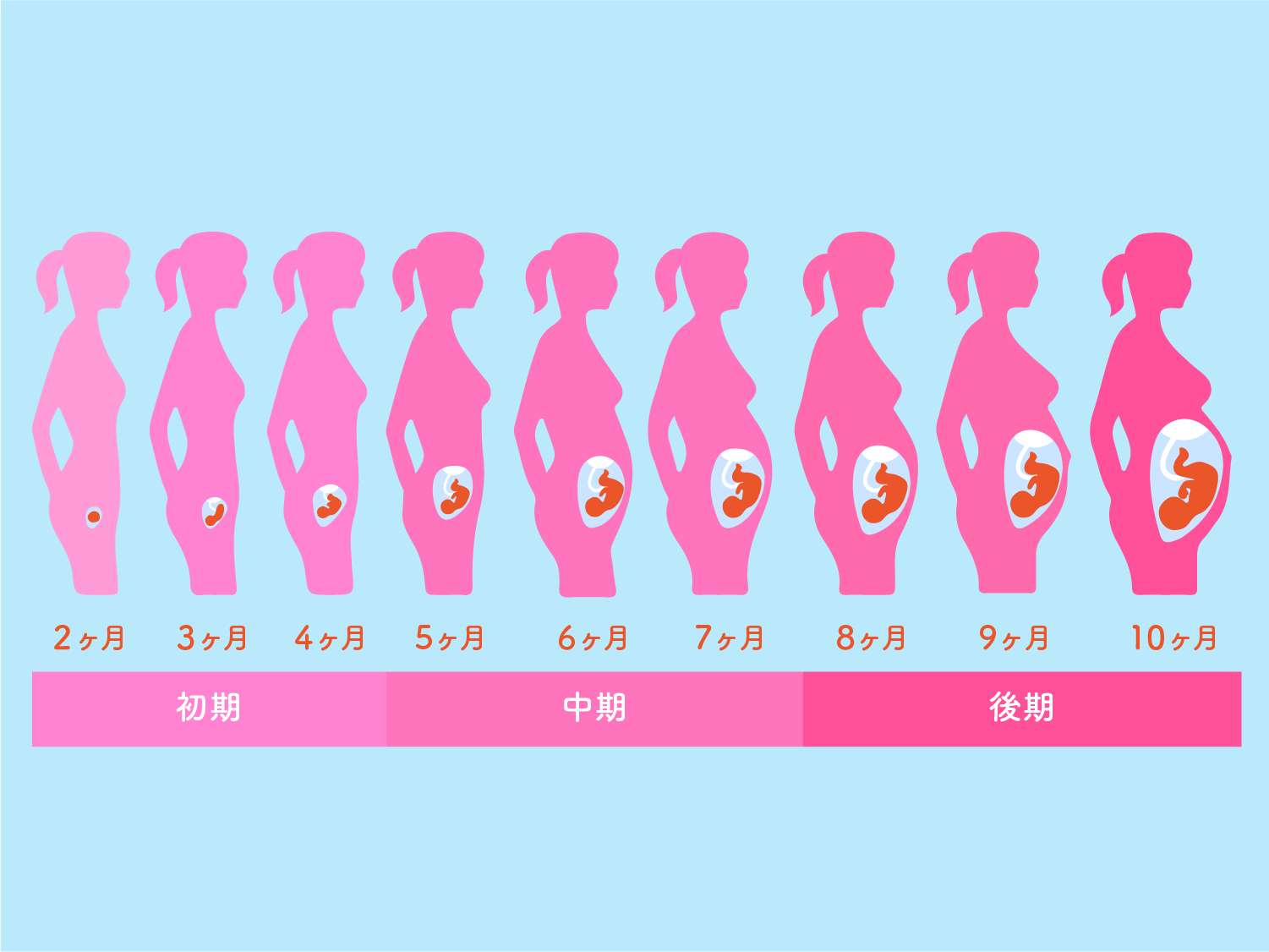 【2026年最新】「妊娠初期症状がない」のは異常？不安に狂わされそうなあなたへ贈る産婦人科医の回答